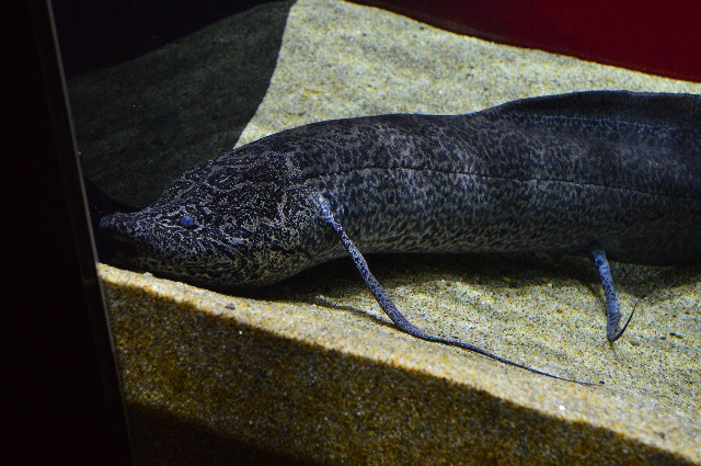 f:id:ranchou:20201014233735j:image