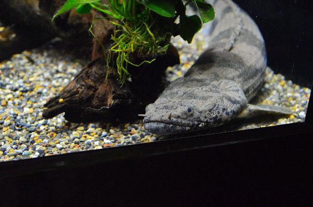 f:id:ranchou:20201014233922j:image