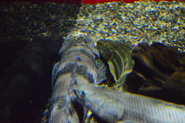 f:id:ranchou:20201014234030j:image