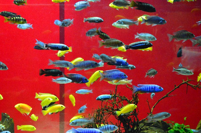 f:id:ranchou:20201014234122j:image