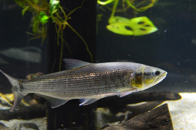 f:id:ranchou:20201014234325j:image