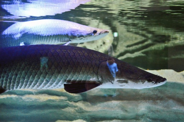 f:id:ranchou:20201014234534j:image