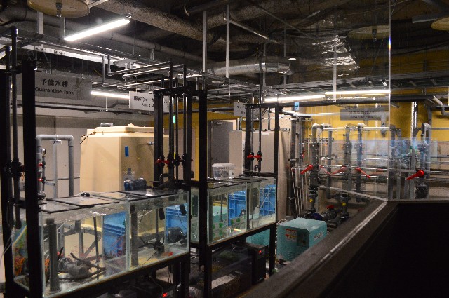 f:id:ranchou:20201014235009j:image