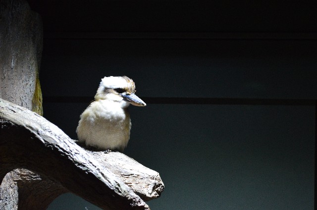 f:id:ranchou:20201014235324j:image