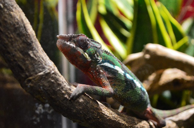 f:id:ranchou:20201014235338j:image