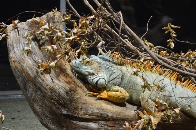 f:id:ranchou:20201014235358j:image