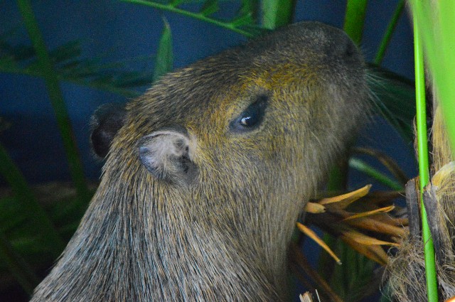 f:id:ranchou:20201014235544j:image