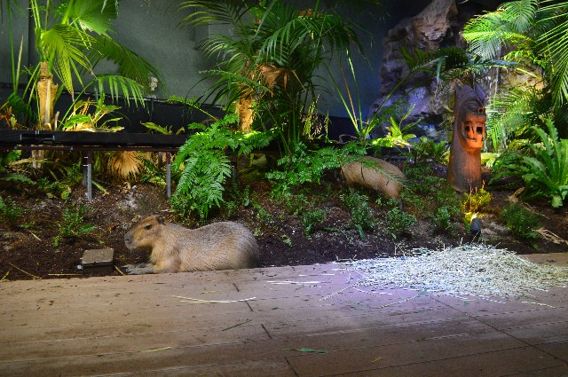 f:id:ranchou:20201014235635j:image