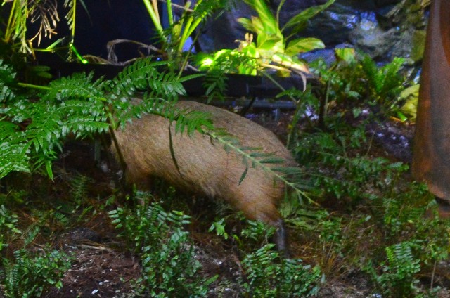 f:id:ranchou:20201014235755j:image