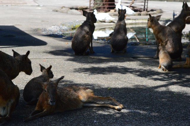 f:id:ranchou:20201017230524j:image f:id:ranchou:20201017230524j:image