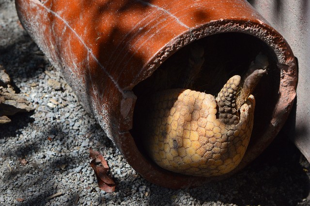 f:id:ranchou:20201017230609j:image f:id:ranchou:20201017230609j:image