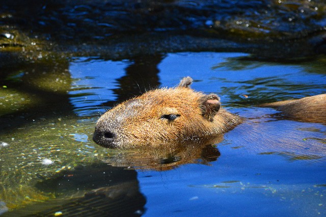 f:id:ranchou:20201017230733j:image f:id:ranchou:20201017230733j:image