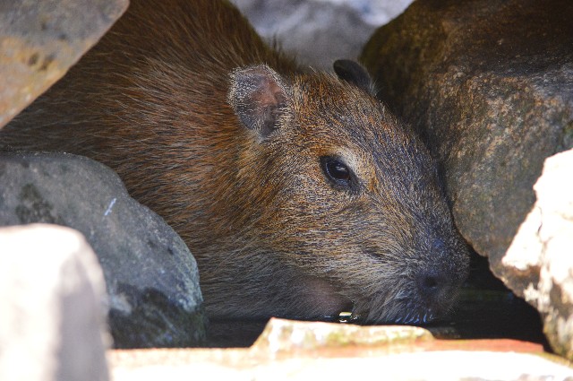 f:id:ranchou:20201017230935j:image f:id:ranchou:20201017230935j:image