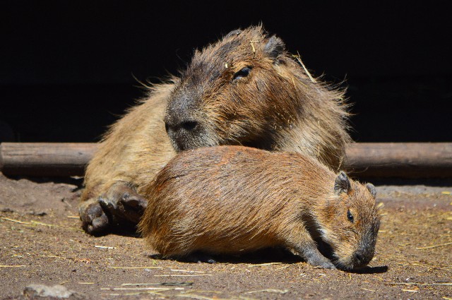 f:id:ranchou:20201017230953j:image f:id:ranchou:20201017230953j:image