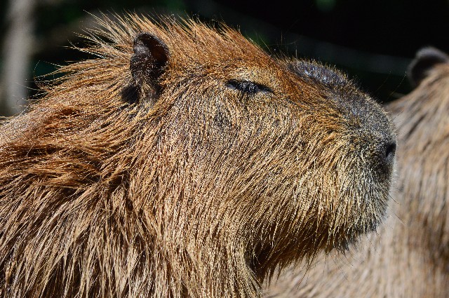 f:id:ranchou:20201017231003j:image f:id:ranchou:20201017231003j:image