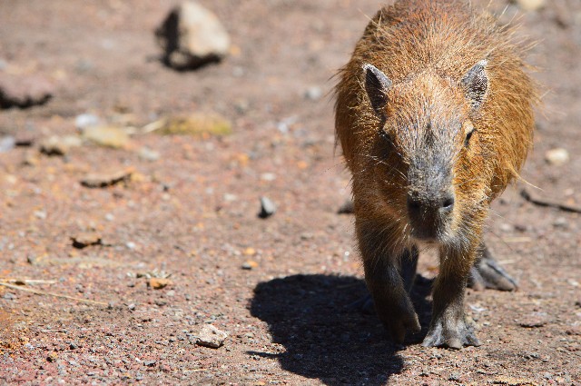 f:id:ranchou:20201017231034j:image f:id:ranchou:20201017231034j:image