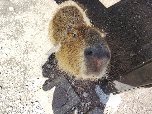 f:id:ranchou:20201017231120j:image f:id:ranchou:20201017231120j:image