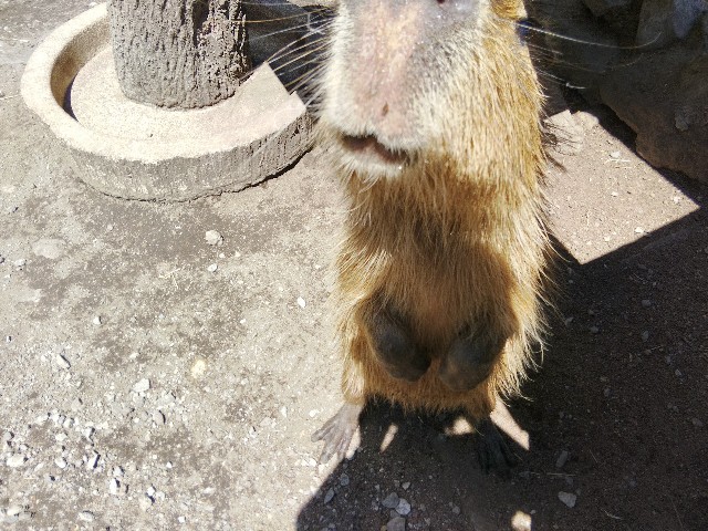 f:id:ranchou:20201017231133j:image f:id:ranchou:20201017231133j:image