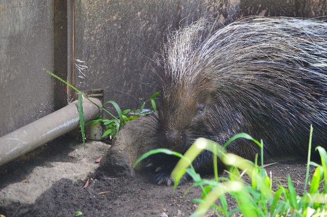 f:id:ranchou:20201017231330j:image f:id:ranchou:20201017231330j:image