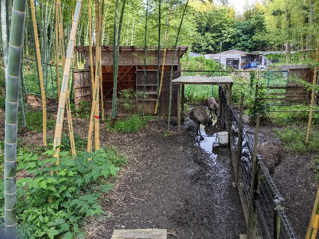 f:id:ranchou:20220619202612j:image