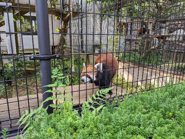 f:id:ranchou:20220619202717j:image