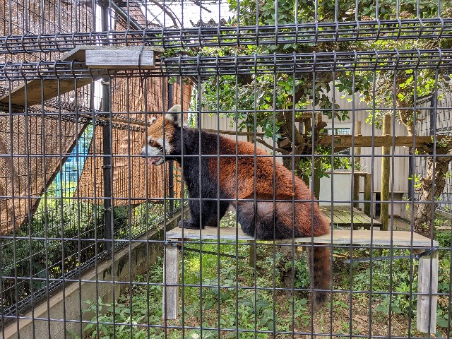 f:id:ranchou:20220619202726j:image