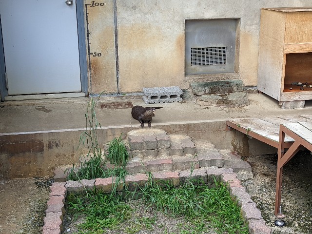 f:id:ranchou:20220619202928j:image