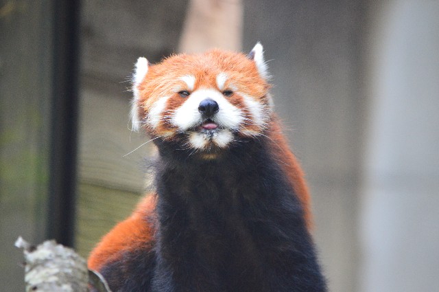 f:id:ranchou:20220619212411j:image