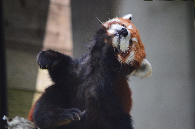 f:id:ranchou:20220619212426j:image