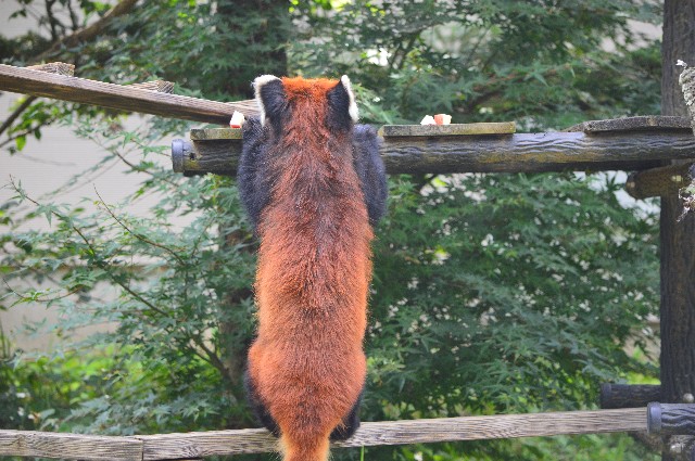 f:id:ranchou:20220619212509j:image