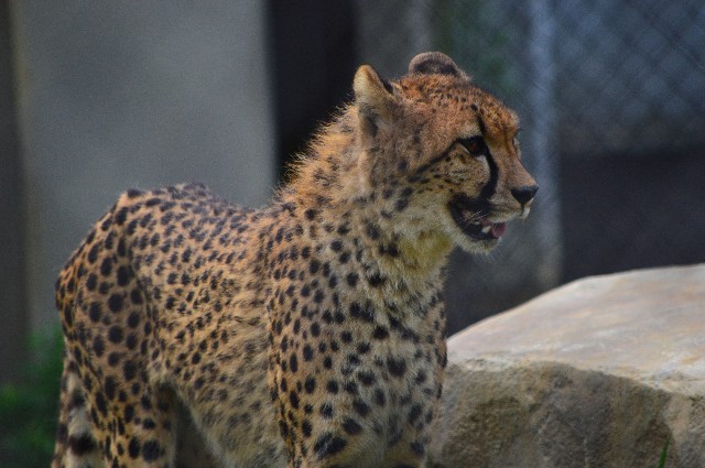 f:id:ranchou:20220619212559j:image