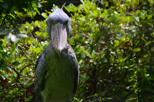 f:id:ranchou:20220619212620j:image