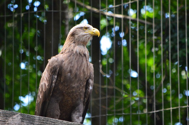 f:id:ranchou:20220619212632j:image