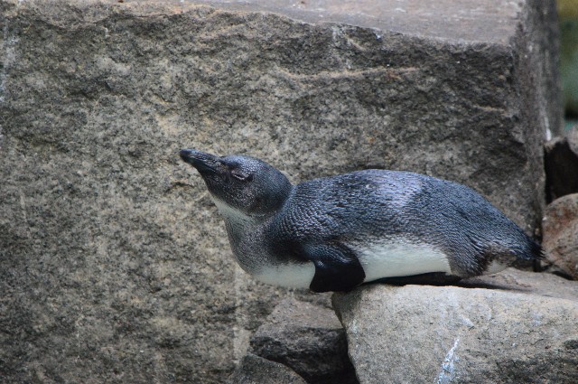 f:id:ranchou:20220619212658j:image