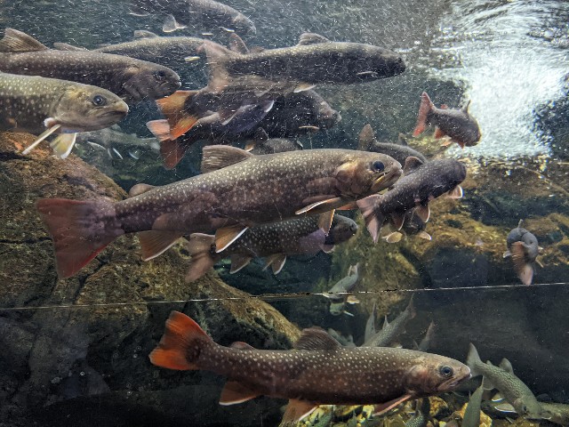 f:id:ranchou:20220619223822j:image