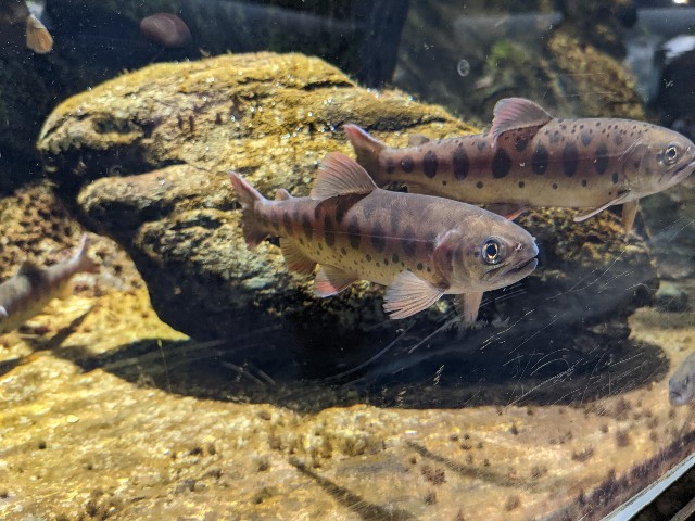 f:id:ranchou:20220619224000j:image