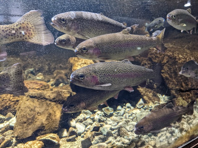 f:id:ranchou:20220619224112j:image