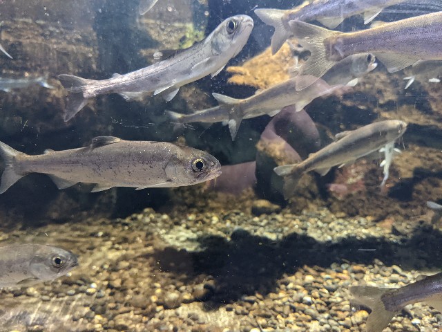 f:id:ranchou:20220619224123j:image