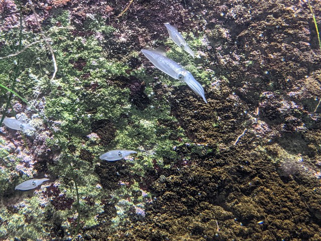 f:id:ranchou:20220619224241j:image