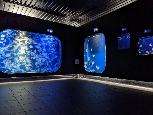 f:id:ranchou:20220619224426j:image