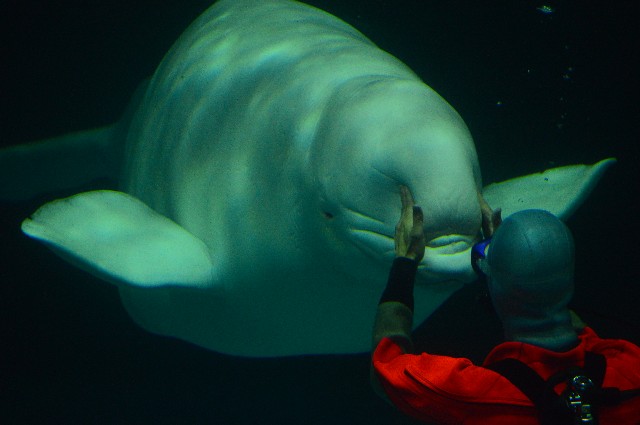 f:id:ranchou:20220619224518j:image