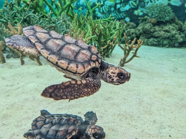 f:id:ranchou:20220619224631j:image