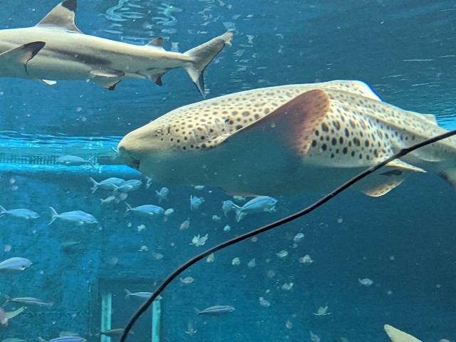 f:id:ranchou:20220619224653j:image