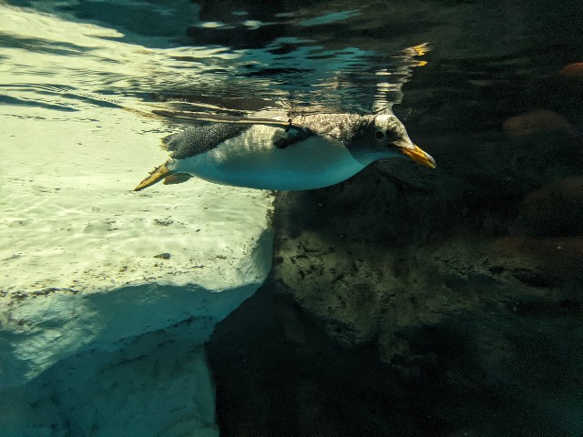 f:id:ranchou:20220619225153j:image