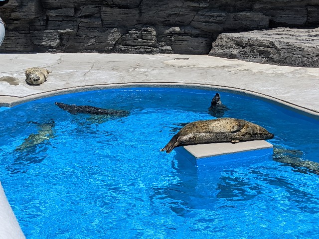 f:id:ranchou:20220619225202j:image