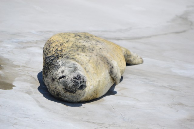 f:id:ranchou:20220619225212j:image