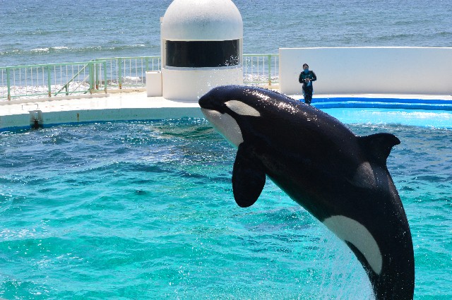 f:id:ranchou:20220619225259j:image