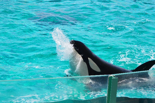 f:id:ranchou:20220619225317j:image