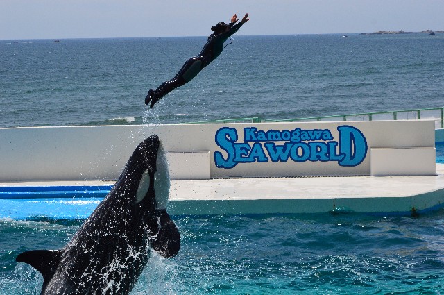 f:id:ranchou:20220619225346j:image