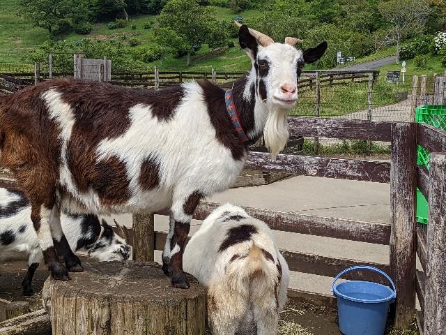 f:id:ranchou:20220624203107j:image